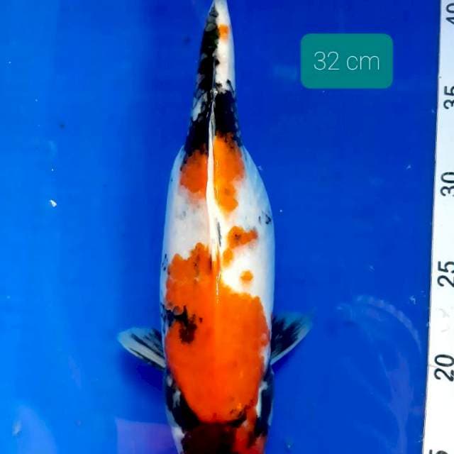 Ibu hamil,showa 32 cm