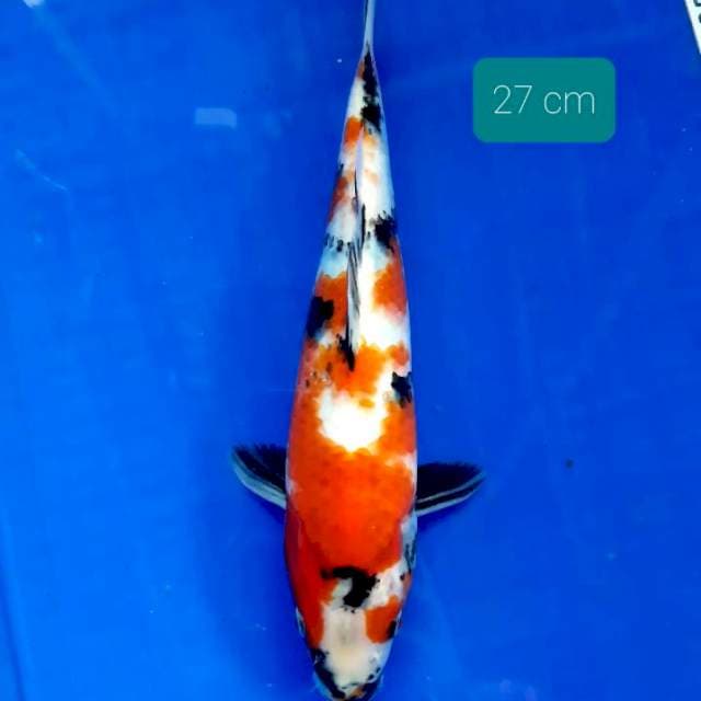 Showa 27 cm