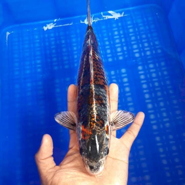 Beni Gingga 27cm