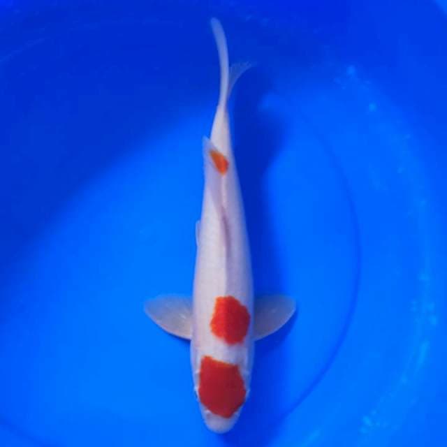 Maruten Kohaku