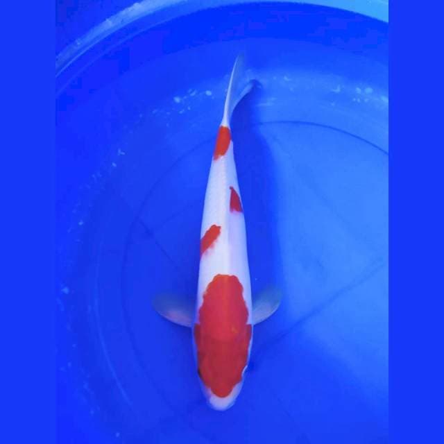 Kohaku