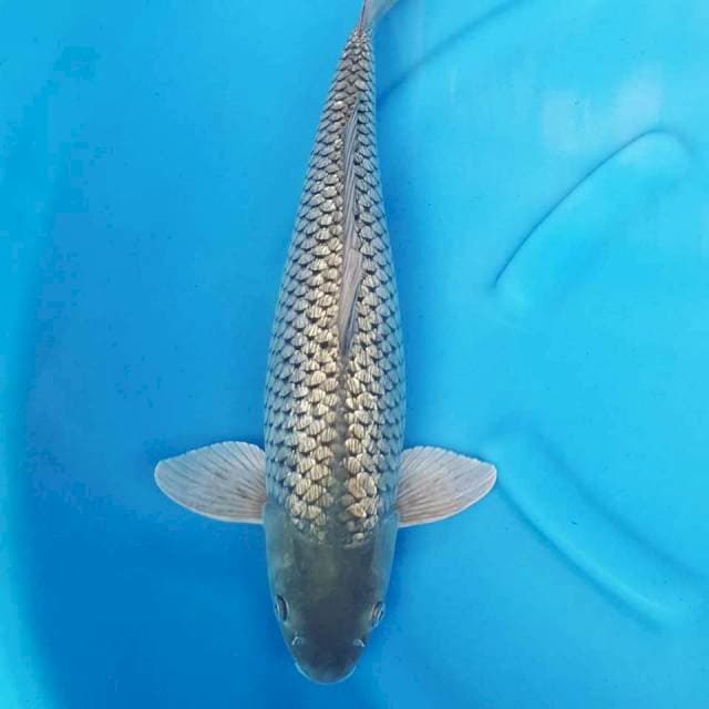 Soragoi Ginrin 52CM