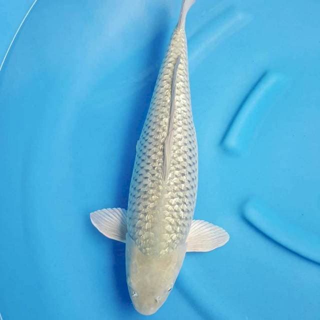Soragoi Ginrin 54CM
