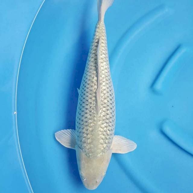 Soragoi Ginrin 54CM