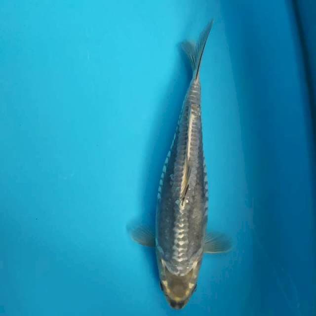kiko 35 cm 