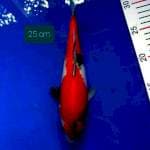 Showa 25 cm