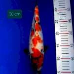 Showa 30 cm