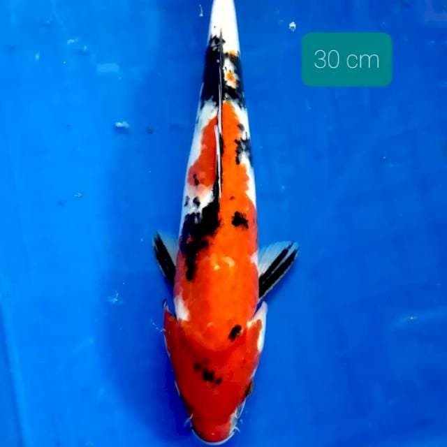 Showa 30 cm