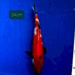Showa 24 cm