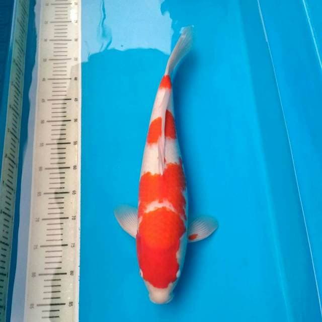 Kohaku 55up