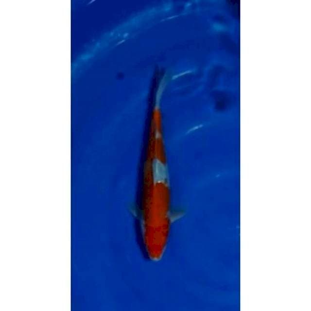 Strong Doitsu Kohaku Original Patern 31cm (M)