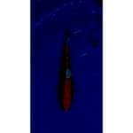 Strong Doitsu Kohaku Original Patern 31cm (M)