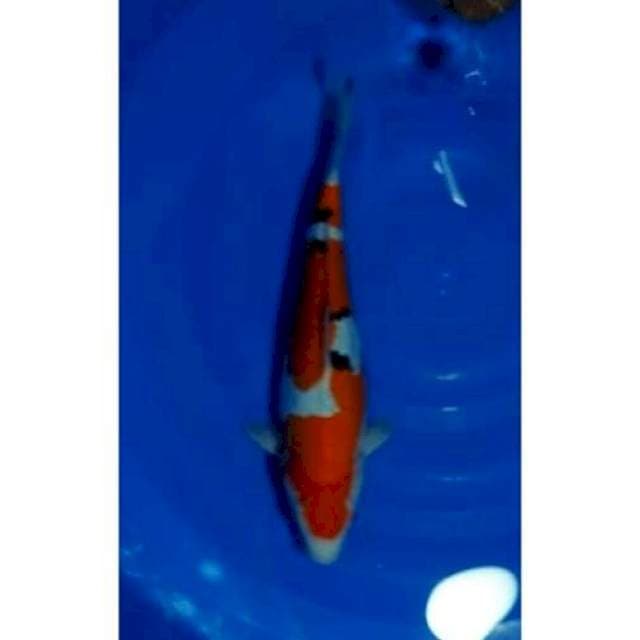 HQ Sanke Doitsu Original Patern 37cm (F)
