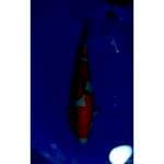 HQ Sanke Doitsu Original Patern 37cm (F)