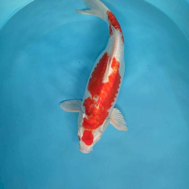 Induk 43 cm kikusui