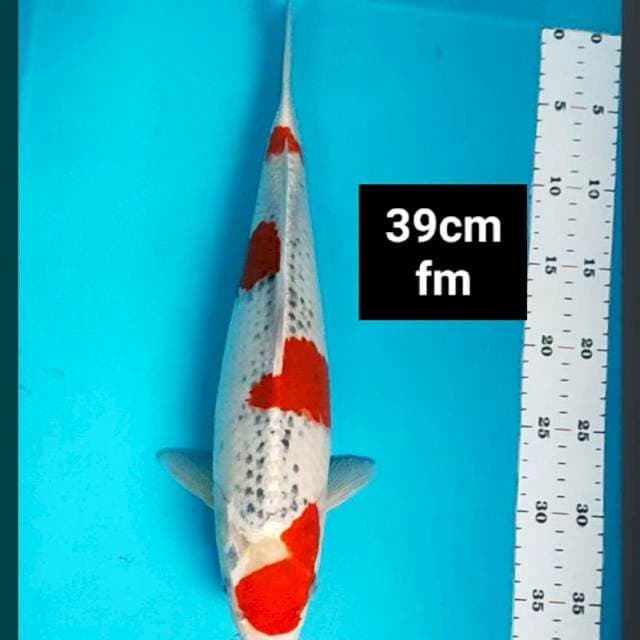 Goshiki jos 39cm
