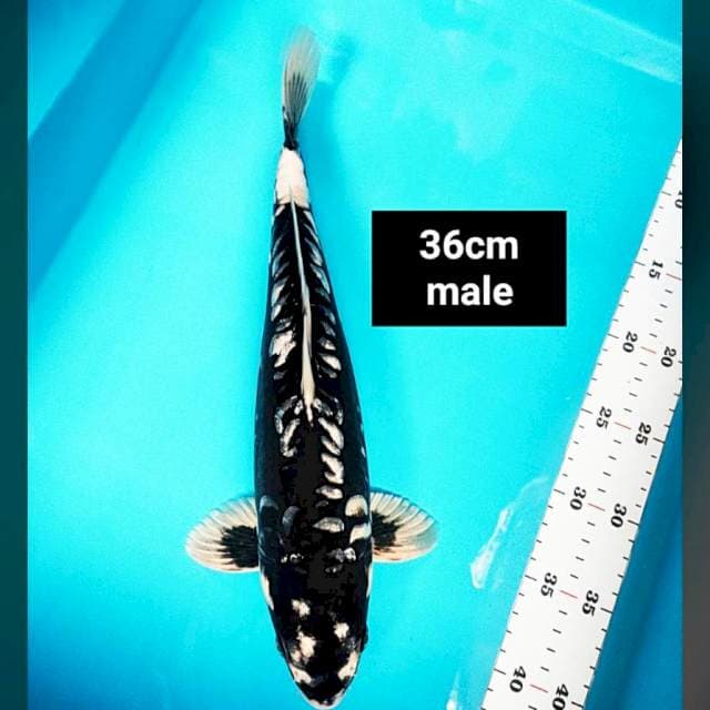 Black hajiro strong 36cm male