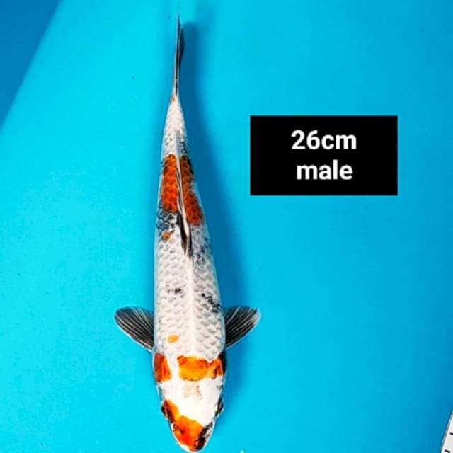 Kin showa 26cm male