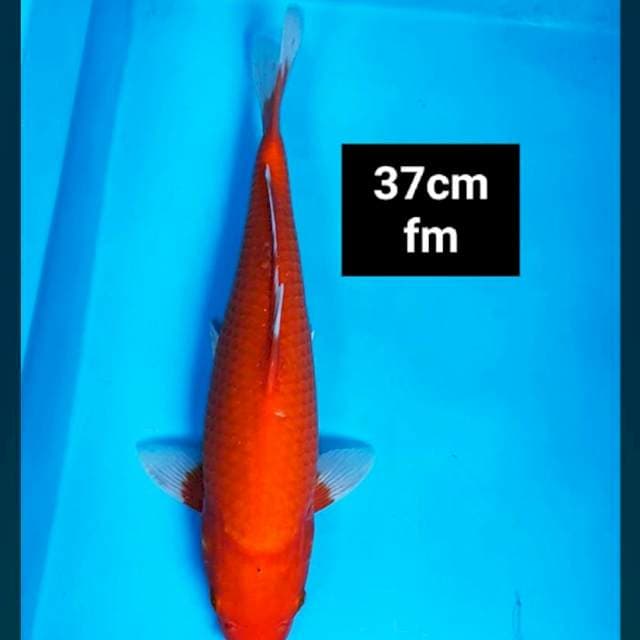 Aka hajiro strong 37cm