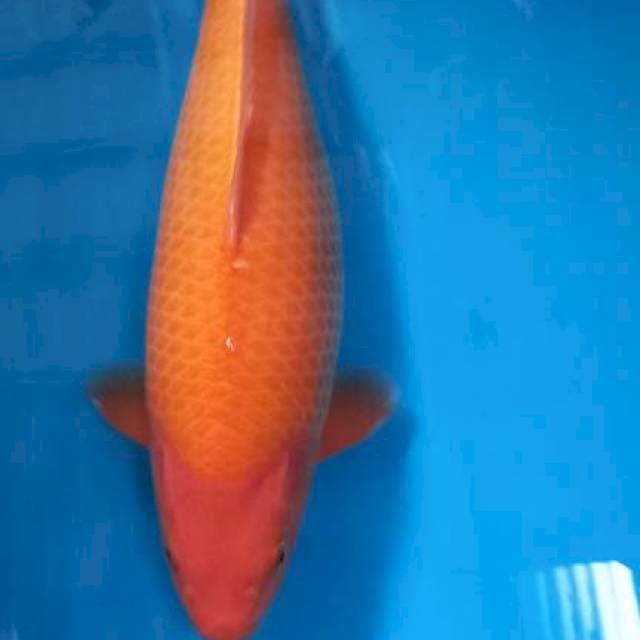 Karasi Bodi Badak Female SQ