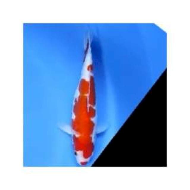 ~kohaku doitsu strong~