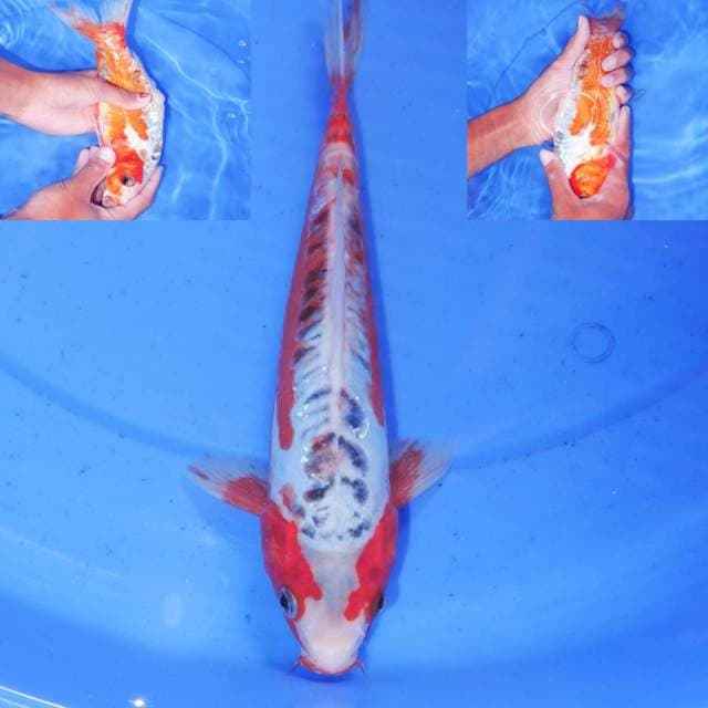 HANA SHUSUI