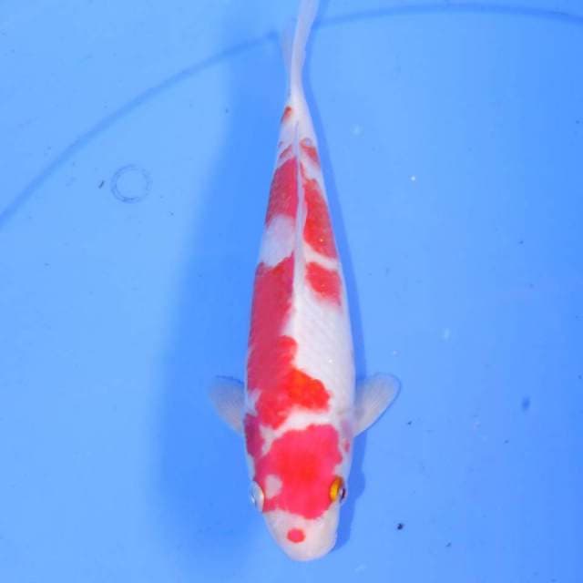 KOHAKU