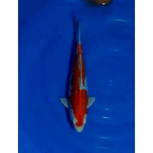 Kikushui Merah Strong Original 31cm (M)