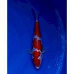 3Step Kohaku Doitsu 27cm (F)