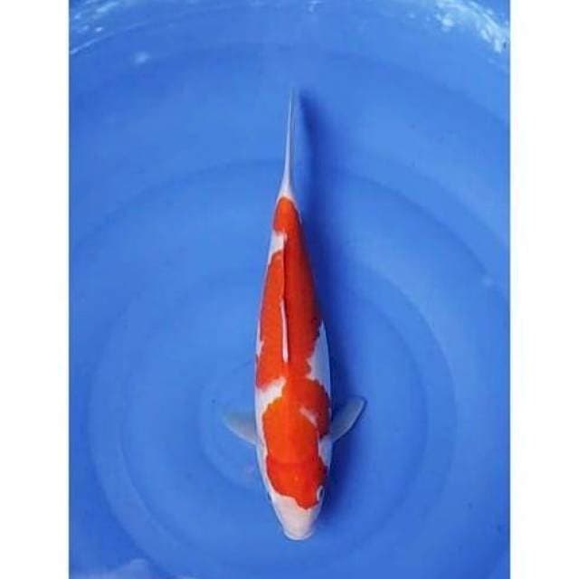 HQ Kaohaku Beni Halus Body Calon Jumbo 34cm (F)