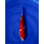 HQ Kaohaku Beni Halus Body Calon Jumbo 34cm (F)