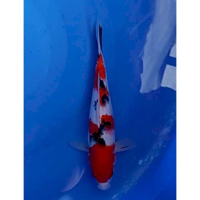 HQ Sanke Original Merah Strong 30cm (F)