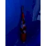 HQ Sanke Original Merah Strong 30cm (F)