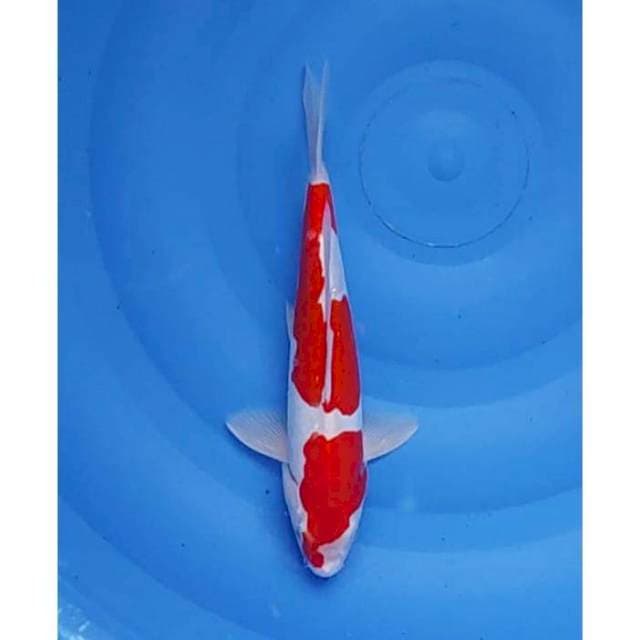 2Step Original Kohaku Doitsu 30cm (M)