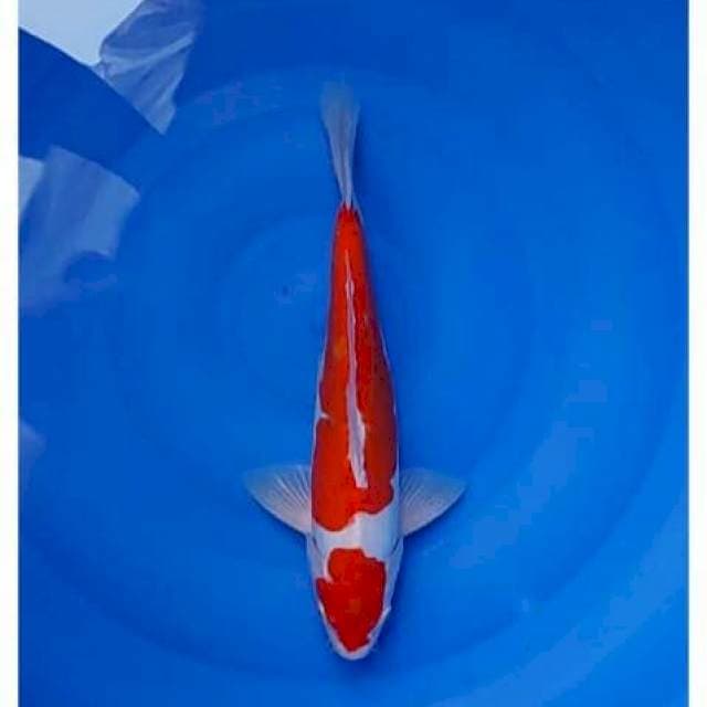 Maruten Kohaku Doitsu Strong Original 33cm (M)