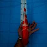 Kohaku 34 cm