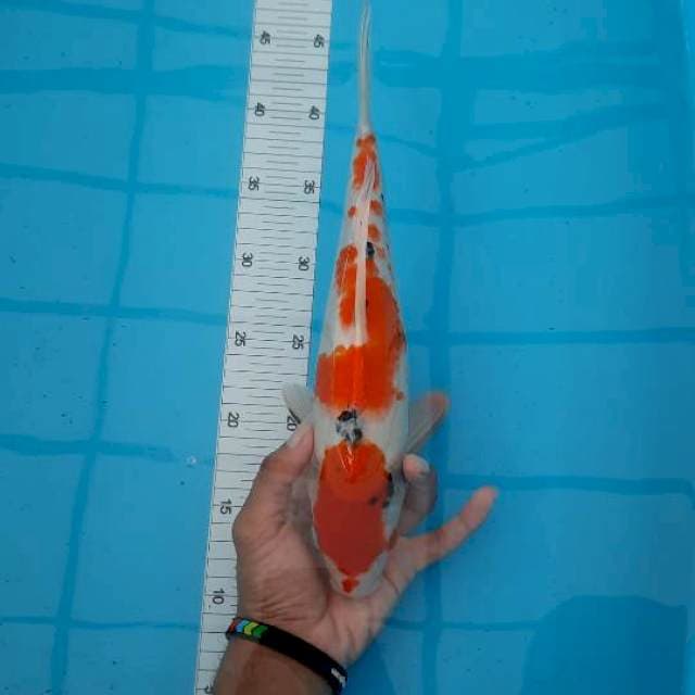 Sanke 32cm