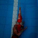 Sanke 32cm
