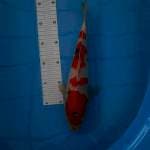 Sanke 33cm 