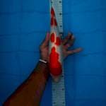 Kohaku 34cm