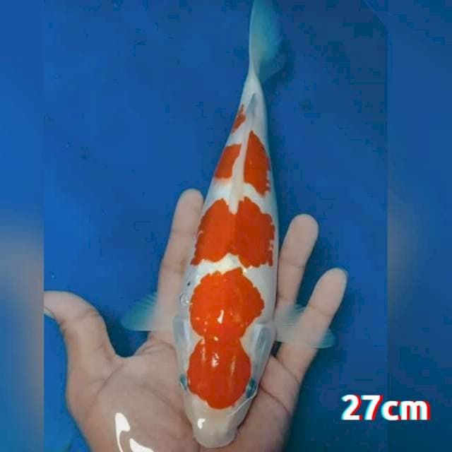 Kohaku kodomo 27cm