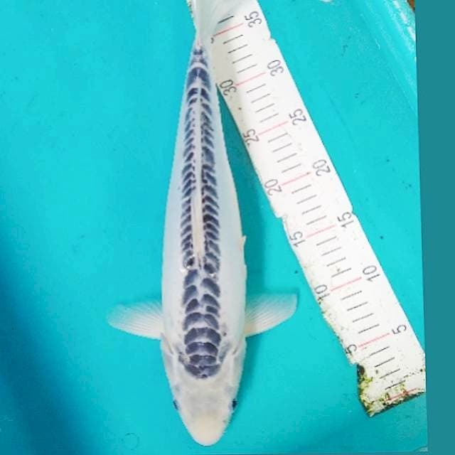 Shusui 42cm
