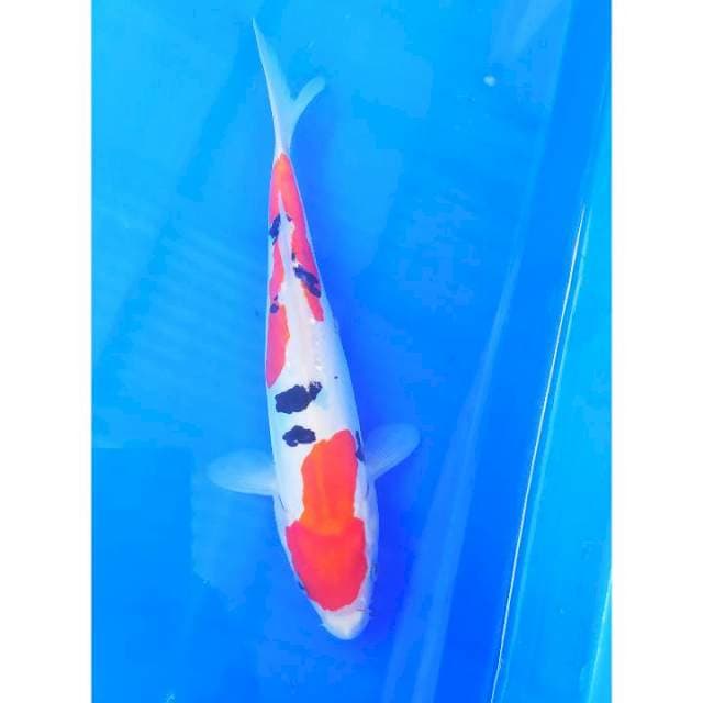Sanke doit 25 cm