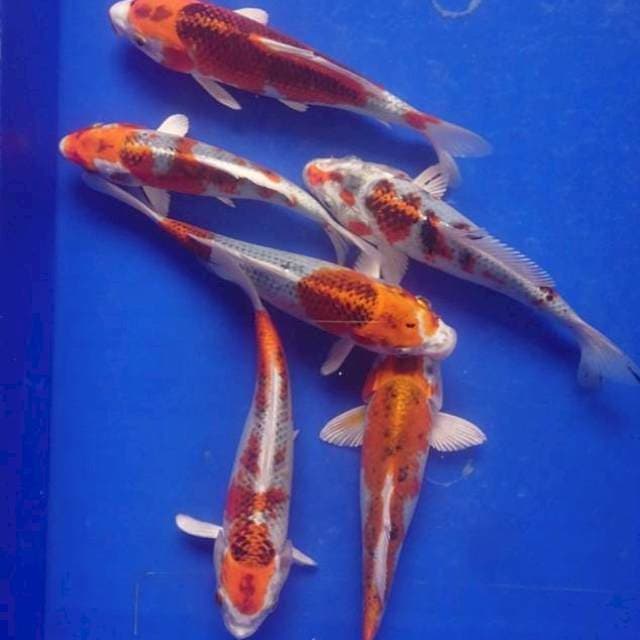 Kujaku 17-20 cm
