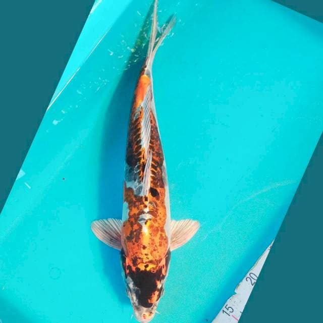 Kiko Jantan 39cm