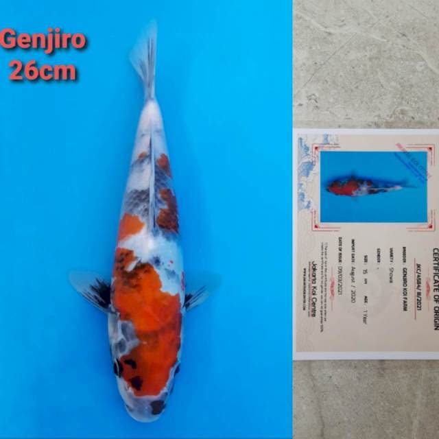 Genjiro Showa 26cm