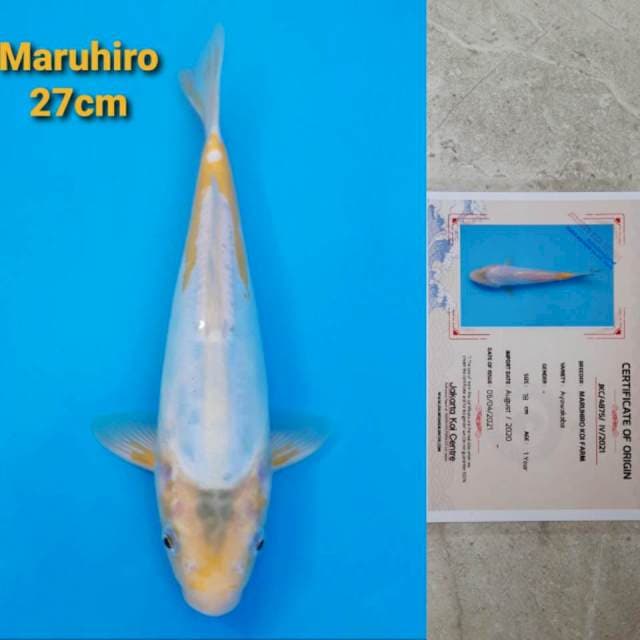 Maruhiro Ayawakaba 27cm ANTIK ! ! !