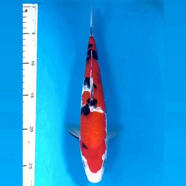 Sanke, 25 cm