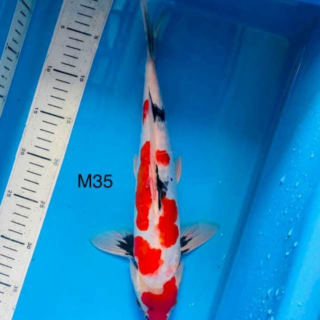 NYM ~ tategoi showa doit ,35cm male