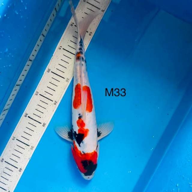 NYM ~ doits showa ,33cm male